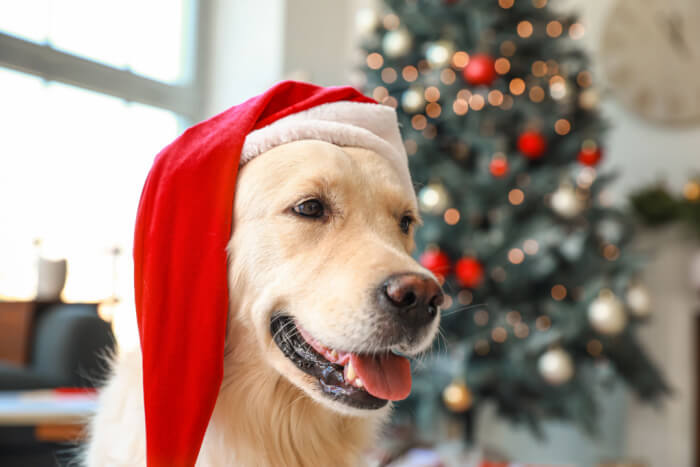Dog wearing Santa hat by Christmas tree